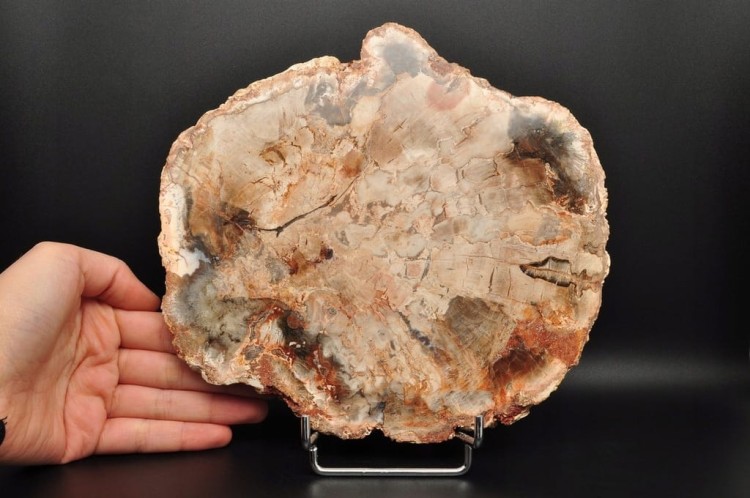 * SKAMIENIAŁE DREWNO PLASTER WYJĄTKOWY SZLIFOWANY OKAZ 0,9 KG NR 1 *