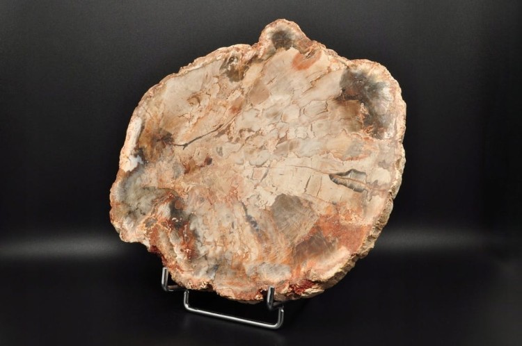 * SKAMIENIAŁE DREWNO PLASTER WYJĄTKOWY SZLIFOWANY OKAZ 0,9 KG NR 1 *