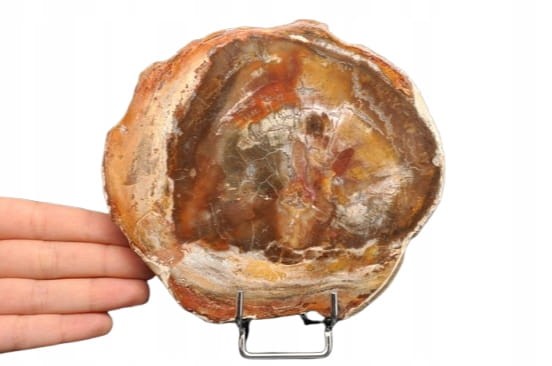 * SKAMIENIAŁE DREWNO PLASTER PIĘKNY OKAZ BARDZO ŁADNA BARWA NR 5 *