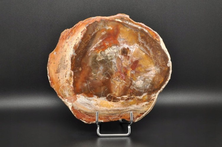 * SKAMIENIAŁE DREWNO PLASTER PIĘKNY OKAZ BARDZO ŁADNA BARWA NR 5 *