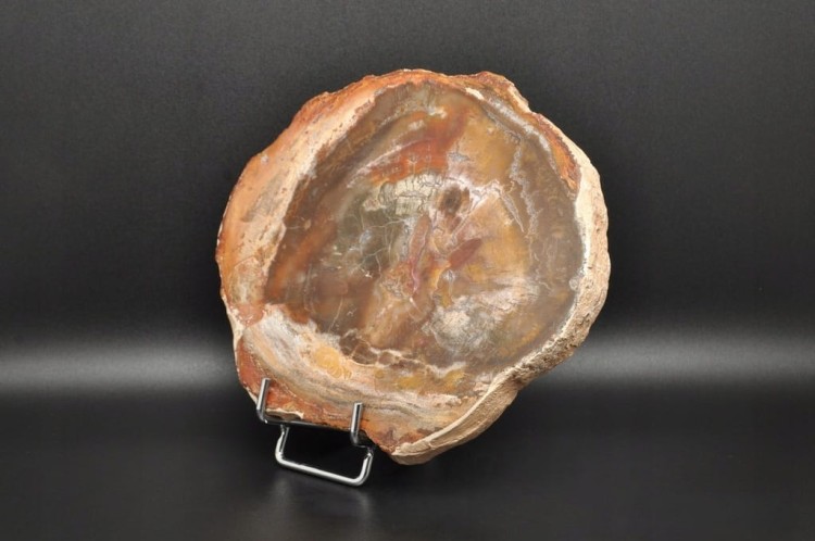 * SKAMIENIAŁE DREWNO PLASTER PIĘKNY OKAZ BARDZO ŁADNA BARWA NR 5 *