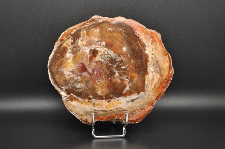 * SKAMIENIAŁE DREWNO PLASTER PIĘKNY OKAZ BARDZO ŁADNA BARWA NR 5 *