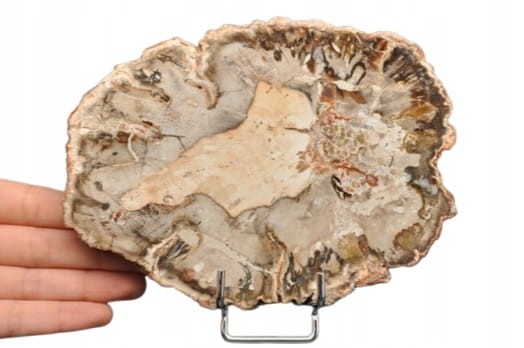 * SKAMIENIAŁE DREWNO PLASTER BARDZO DOBRZE ZACHOWANY OKAZ NR 6 *