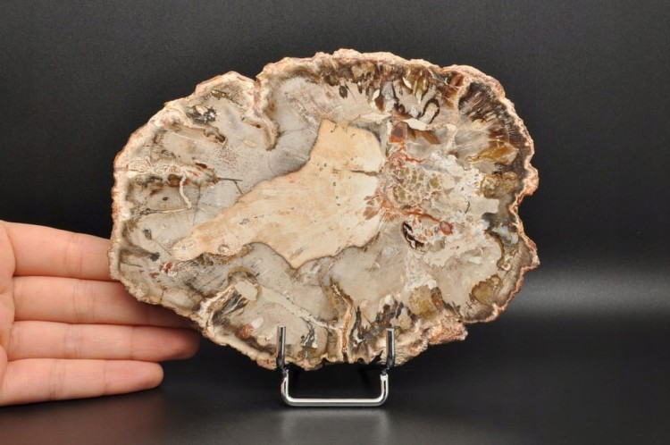 * SKAMIENIAŁE DREWNO PLASTER BARDZO DOBRZE ZACHOWANY OKAZ NR 6 *