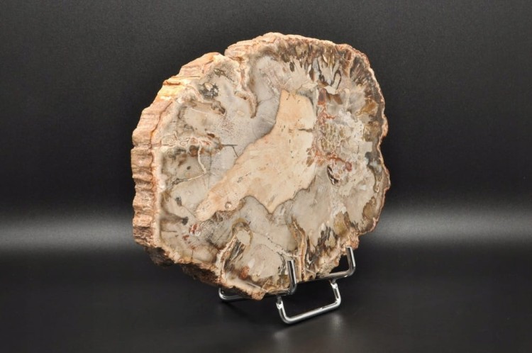 * SKAMIENIAŁE DREWNO PLASTER BARDZO DOBRZE ZACHOWANY OKAZ NR 6 *