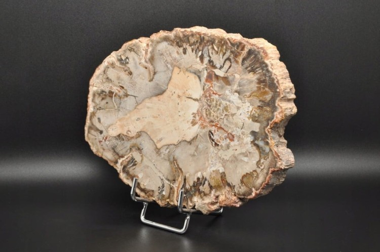 * SKAMIENIAŁE DREWNO PLASTER BARDZO DOBRZE ZACHOWANY OKAZ NR 6 *