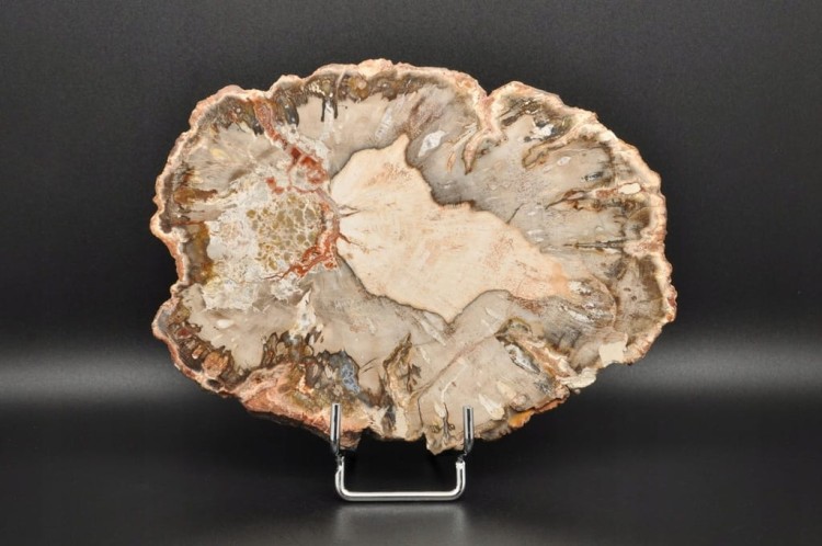 * SKAMIENIAŁE DREWNO PLASTER BARDZO DOBRZE ZACHOWANY OKAZ NR 6 *