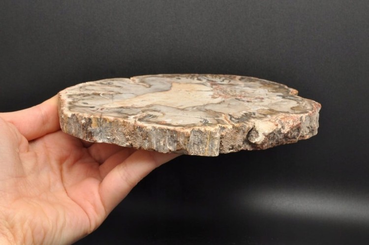 * SKAMIENIAŁE DREWNO PLASTER BARDZO DOBRZE ZACHOWANY OKAZ NR 6 *