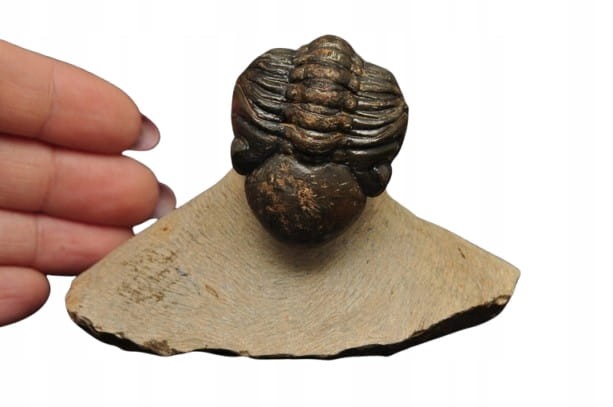 * TRYLOBIT PHACOPS W SKALE DUŻY OKAZ PIĘKNIE ZACHOWANA SKAMIENIAŁOŚĆ NR 3 *