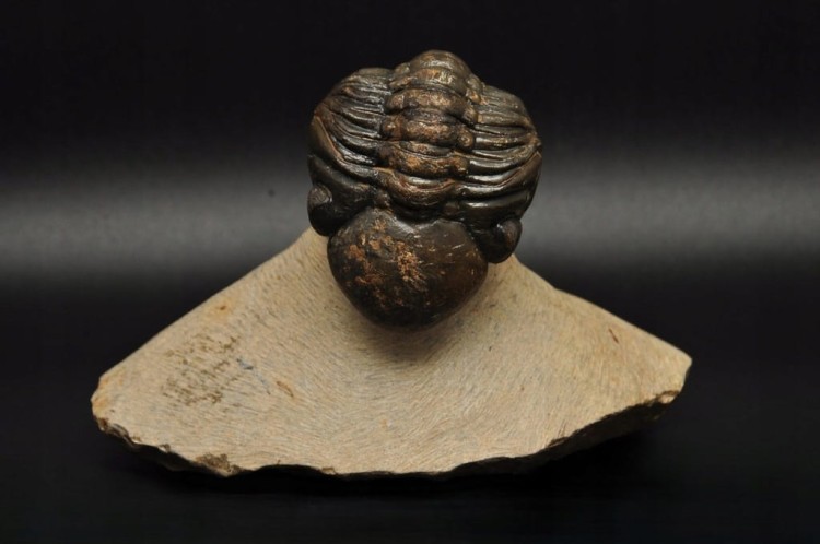 * TRYLOBIT PHACOPS W SKALE DUŻY OKAZ PIĘKNIE ZACHOWANA SKAMIENIAŁOŚĆ NR 3 *