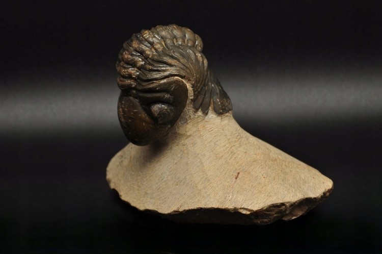 * TRYLOBIT PHACOPS W SKALE DUŻY OKAZ PIĘKNIE ZACHOWANA SKAMIENIAŁOŚĆ NR 3 *