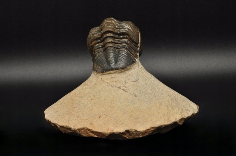 * TRYLOBIT PHACOPS W SKALE DUŻY OKAZ PIĘKNIE ZACHOWANA SKAMIENIAŁOŚĆ NR 3 *