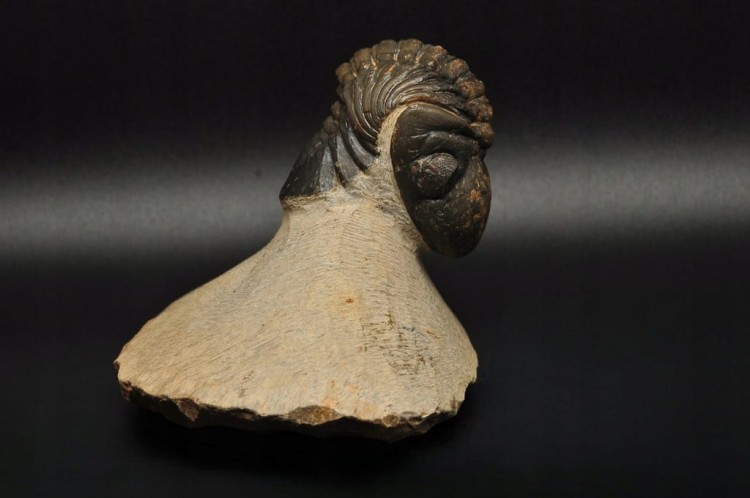 * TRYLOBIT PHACOPS W SKALE DUŻY OKAZ PIĘKNIE ZACHOWANA SKAMIENIAŁOŚĆ NR 3 *