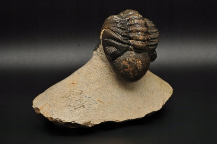 * TRYLOBIT PHACOPS W SKALE DUŻY OKAZ PIĘKNIE ZACHOWANA SKAMIENIAŁOŚĆ NR 3 *