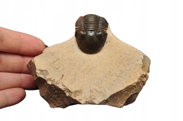 * TRYLOBIT PHACOPS W SKALE DUŻA SKAMIENIAŁOŚĆ CIEKAWY OKAZ DO KOLEKCJI NR 4