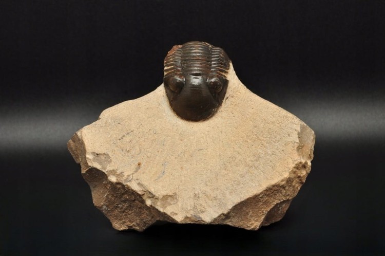 * TRYLOBIT PHACOPS W SKALE DUŻA SKAMIENIAŁOŚĆ CIEKAWY OKAZ DO KOLEKCJI NR 4