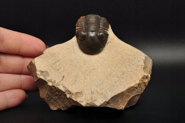 * TRYLOBIT PHACOPS W SKALE DUŻA SKAMIENIAŁOŚĆ CIEKAWY OKAZ DO KOLEKCJI NR 4