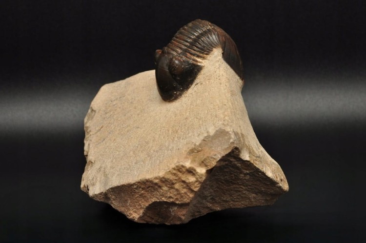 * TRYLOBIT PHACOPS W SKALE DUŻA SKAMIENIAŁOŚĆ CIEKAWY OKAZ DO KOLEKCJI NR 4