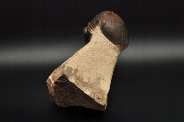 * TRYLOBIT PHACOPS W SKALE DUŻA SKAMIENIAŁOŚĆ CIEKAWY OKAZ DO KOLEKCJI NR 4