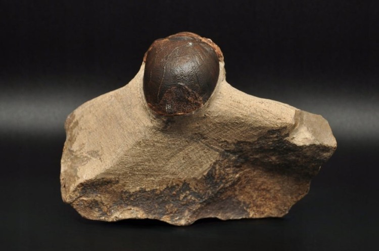 * TRYLOBIT PHACOPS W SKALE DUŻA SKAMIENIAŁOŚĆ CIEKAWY OKAZ DO KOLEKCJI NR 4