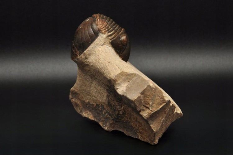 * TRYLOBIT PHACOPS W SKALE DUŻA SKAMIENIAŁOŚĆ CIEKAWY OKAZ DO KOLEKCJI NR 4