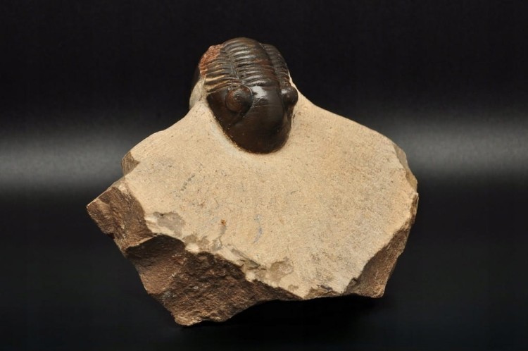 * TRYLOBIT PHACOPS W SKALE DUŻA SKAMIENIAŁOŚĆ CIEKAWY OKAZ DO KOLEKCJI NR 4