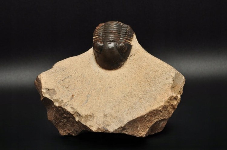 * TRYLOBIT PHACOPS W SKALE DUŻA SKAMIENIAŁOŚĆ CIEKAWY OKAZ DO KOLEKCJI NR 4