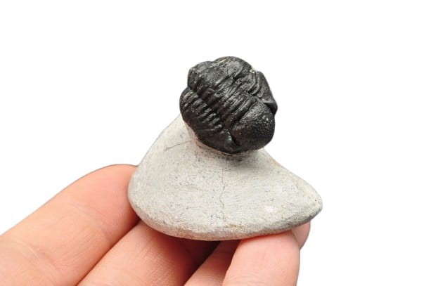 * TRYLOBIT PHACOPS W SKALE NATURALNA SKAMIENIAŁOŚĆ DOBRZE ZACHOWANA NR 8 *