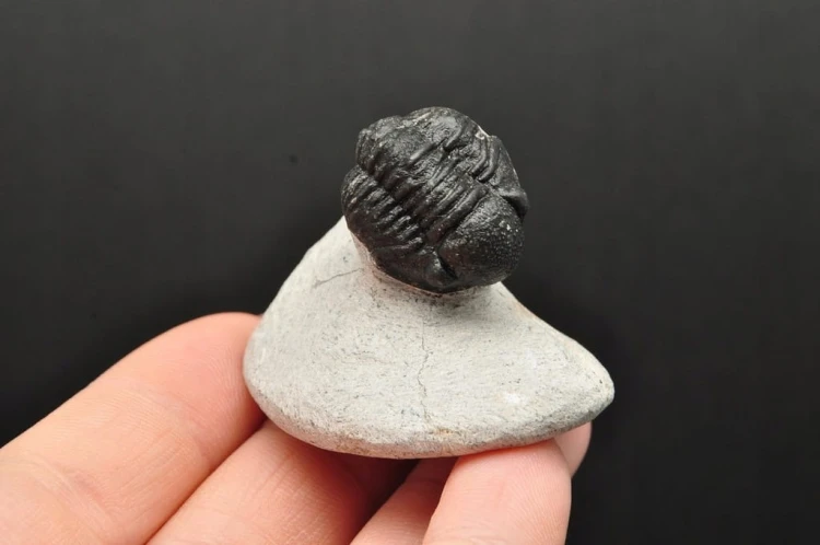 * TRYLOBIT PHACOPS W SKALE NATURALNA SKAMIENIAŁOŚĆ DOBRZE ZACHOWANA NR 8 *