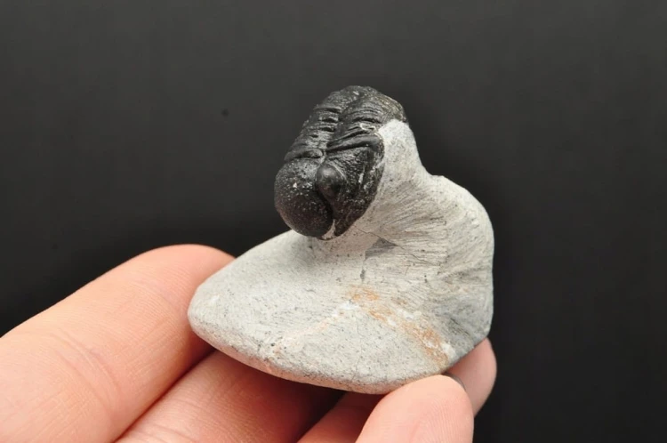 * TRYLOBIT PHACOPS W SKALE NATURALNA SKAMIENIAŁOŚĆ DOBRZE ZACHOWANA NR 8 *