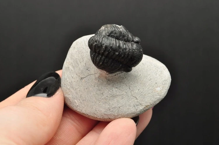 * TRYLOBIT PHACOPS W SKALE NATURALNA SKAMIENIAŁOŚĆ DOBRZE ZACHOWANA NR 8 *