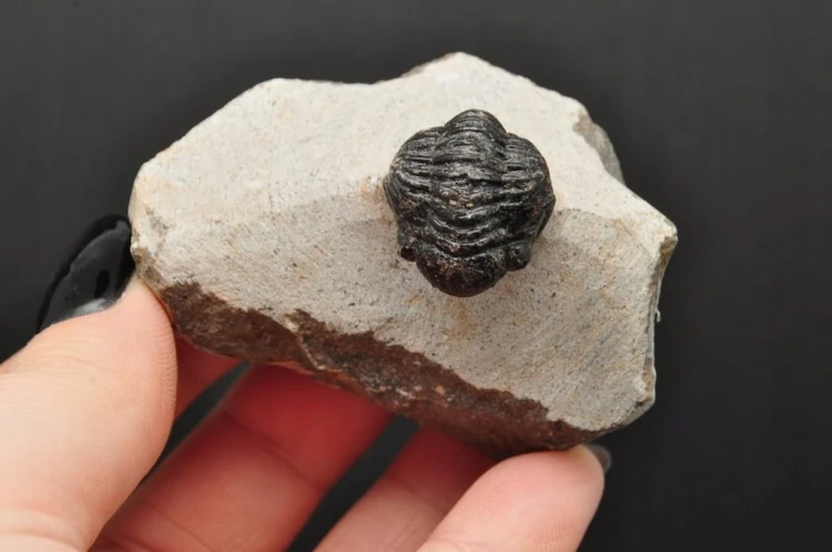 * TRYLOBIT PHACOPS W SKALE MAROKO SUROWY DOBRZE ZACHOWANY TRYLOBIT NR 13 *