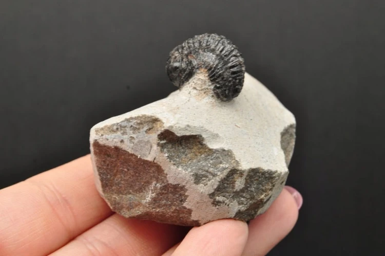 * TRYLOBIT PHACOPS W SKALE MAROKO SUROWY DOBRZE ZACHOWANY TRYLOBIT NR 13 *