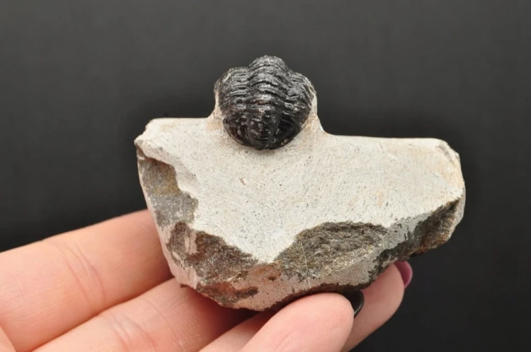 * TRYLOBIT PHACOPS W SKALE MAROKO SUROWY DOBRZE ZACHOWANY TRYLOBIT NR 13 *