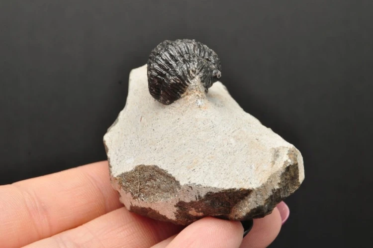 * TRYLOBIT PHACOPS W SKALE MAROKO SUROWY DOBRZE ZACHOWANY TRYLOBIT NR 13 *