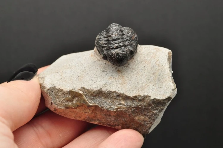 * TRYLOBIT PHACOPS W SKALE MAROKO SUROWY DOBRZE ZACHOWANY TRYLOBIT NR 13 *