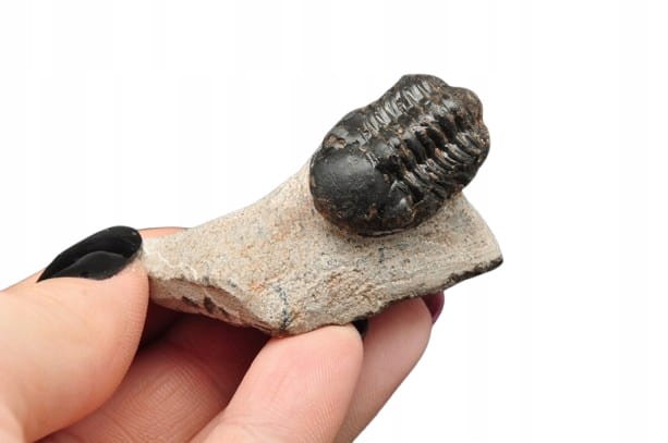 * TRYLOBIT PHACOPS W SKALE MAROKO UROCZA SUROWA SKAMIENIAŁOŚĆ NR 14 *