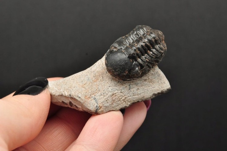 * TRYLOBIT PHACOPS W SKALE MAROKO UROCZA SUROWA SKAMIENIAŁOŚĆ NR 14 *