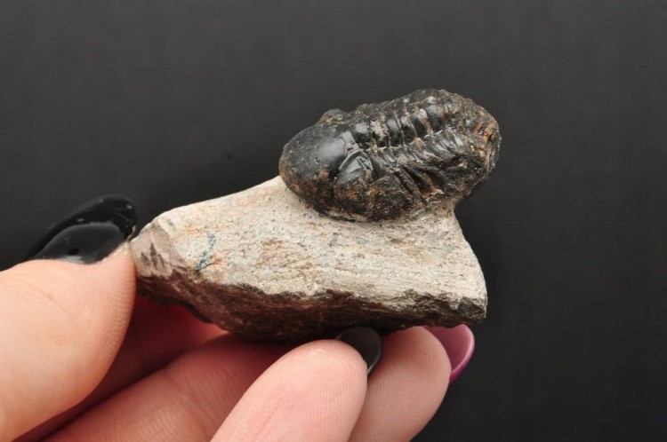 * TRYLOBIT PHACOPS W SKALE MAROKO UROCZA SUROWA SKAMIENIAŁOŚĆ NR 14 *