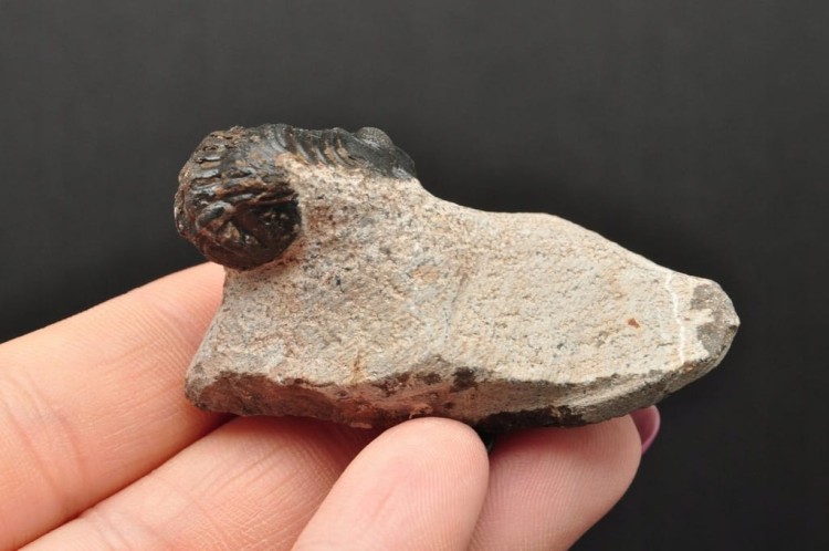 * TRYLOBIT PHACOPS W SKALE MAROKO UROCZA SUROWA SKAMIENIAŁOŚĆ NR 14 *