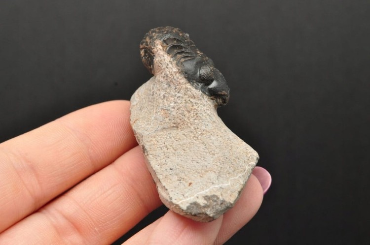 * TRYLOBIT PHACOPS W SKALE MAROKO UROCZA SUROWA SKAMIENIAŁOŚĆ NR 14 *