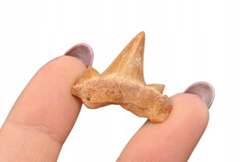 * ZĄB REKINA MAROKO SUROWA SKAMIENIAŁOŚĆ CIEMNY KOLOR NR 12 *