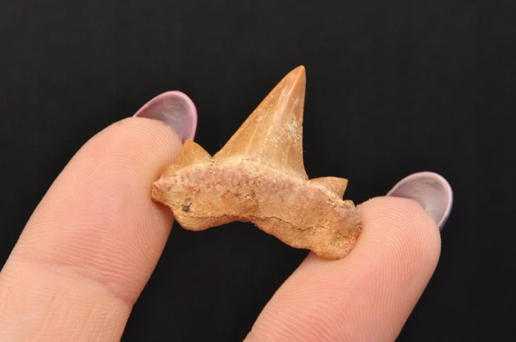 * ZĄB REKINA MAROKO SUROWA SKAMIENIAŁOŚĆ CIEMNY KOLOR NR 12 *