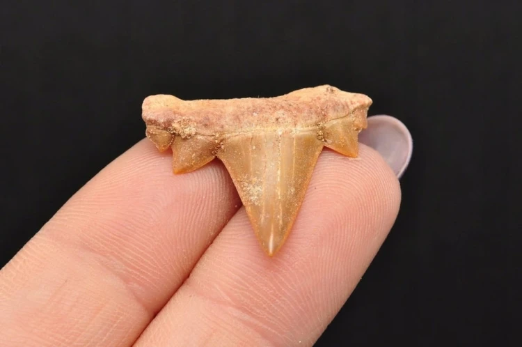 * ZĄB REKINA MAROKO SUROWA SKAMIENIAŁOŚĆ CIEMNY KOLOR NR 12 *