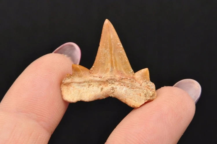 * ZĄB REKINA MAROKO SUROWA SKAMIENIAŁOŚĆ CIEMNY KOLOR NR 12 *