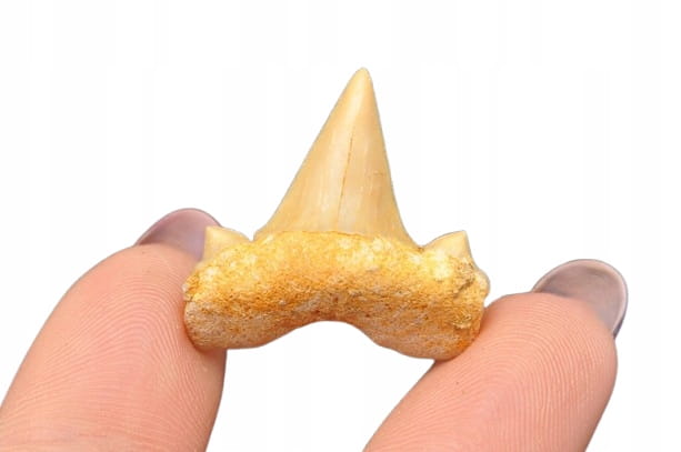 * ZĄB REKINA MAROKO PRAWDZIWY ZĄB DO KOLEKCJI DOBRA JAKOŚĆ NR 10 *