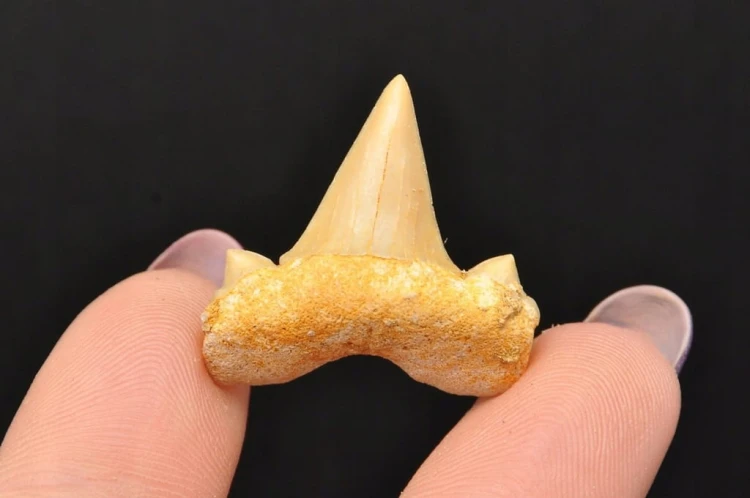 * ZĄB REKINA MAROKO PRAWDZIWY ZĄB DO KOLEKCJI DOBRA JAKOŚĆ NR 10 *