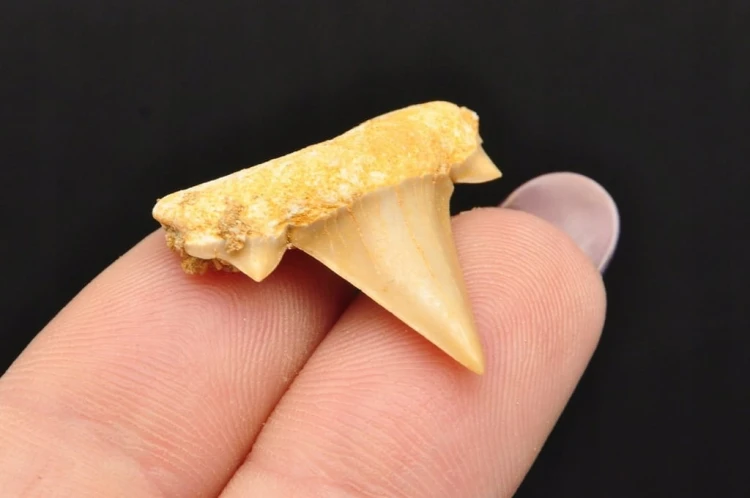 * ZĄB REKINA MAROKO PRAWDZIWY ZĄB DO KOLEKCJI DOBRA JAKOŚĆ NR 10 *