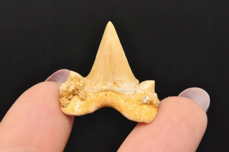 * ZĄB REKINA MAROKO PRAWDZIWY ZĄB DO KOLEKCJI DOBRA JAKOŚĆ NR 10 *