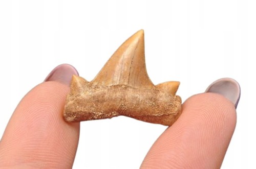 * ZĄB REKINA MAROKO ORYGINALNY ZĄB BARDZO CIEMNA BARWA NR 7 *